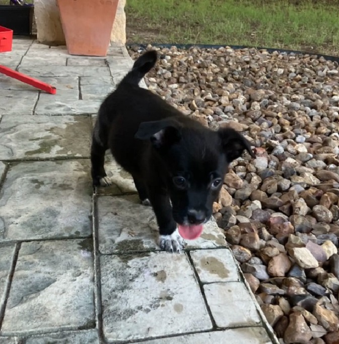 adorable black puppy