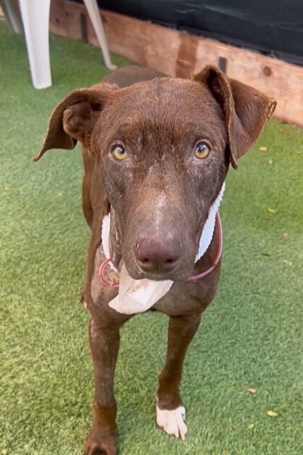 adorable brown dog