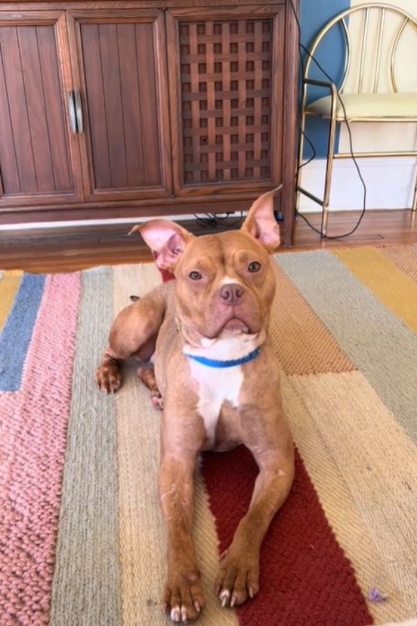 adorable brown dog in house