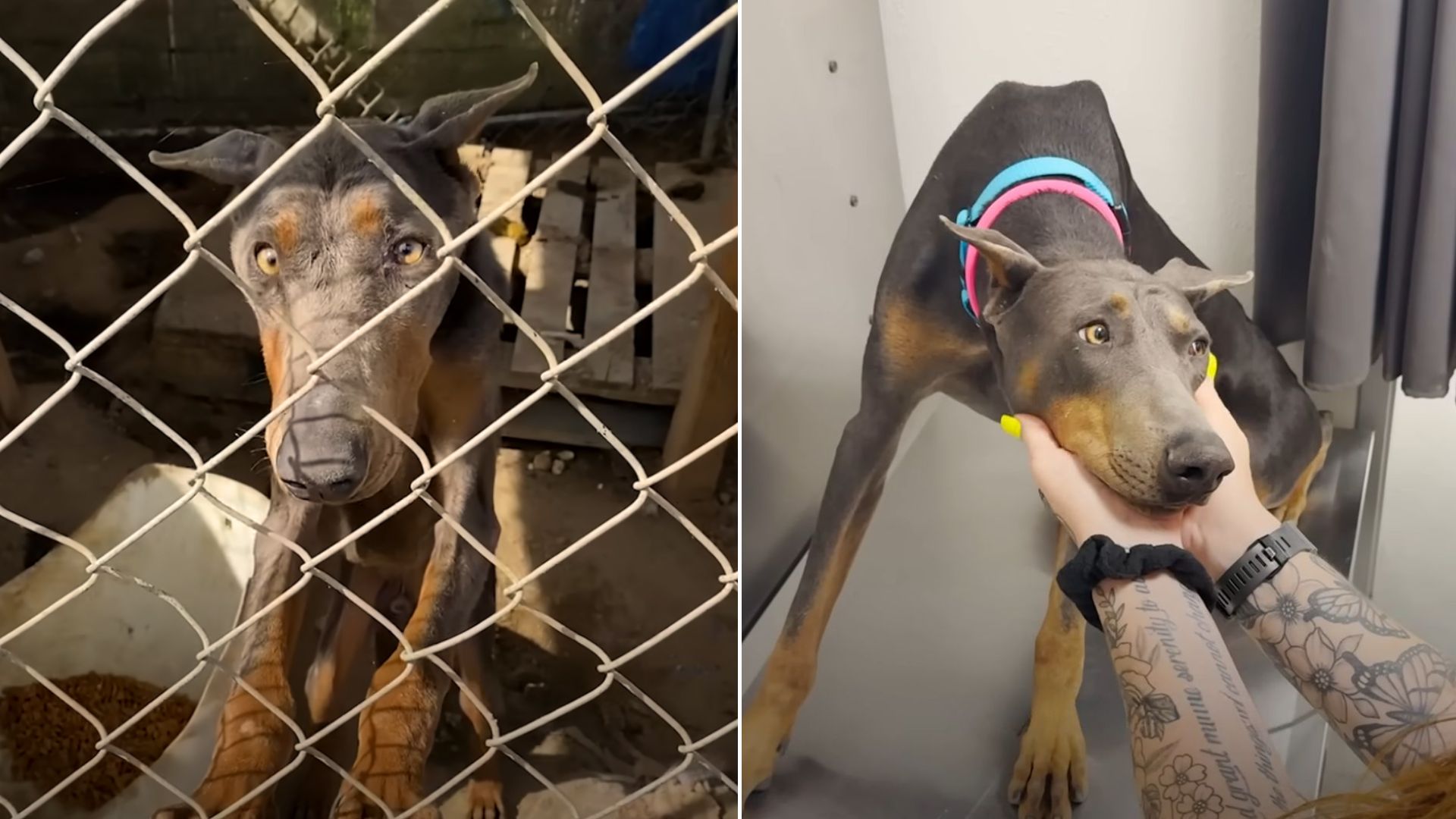 Adorable Dobermen Who Spent A Year Locked In A Cage Kept Placing His Head In The Hands Of His Rescuers