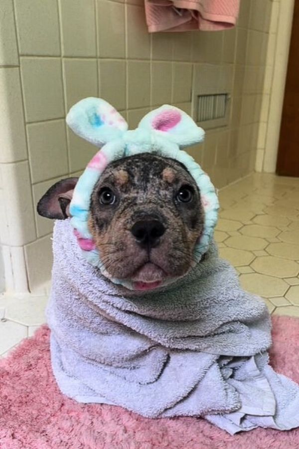 adorable dog in towels