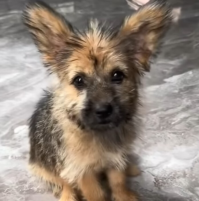 adorable dog with big ears