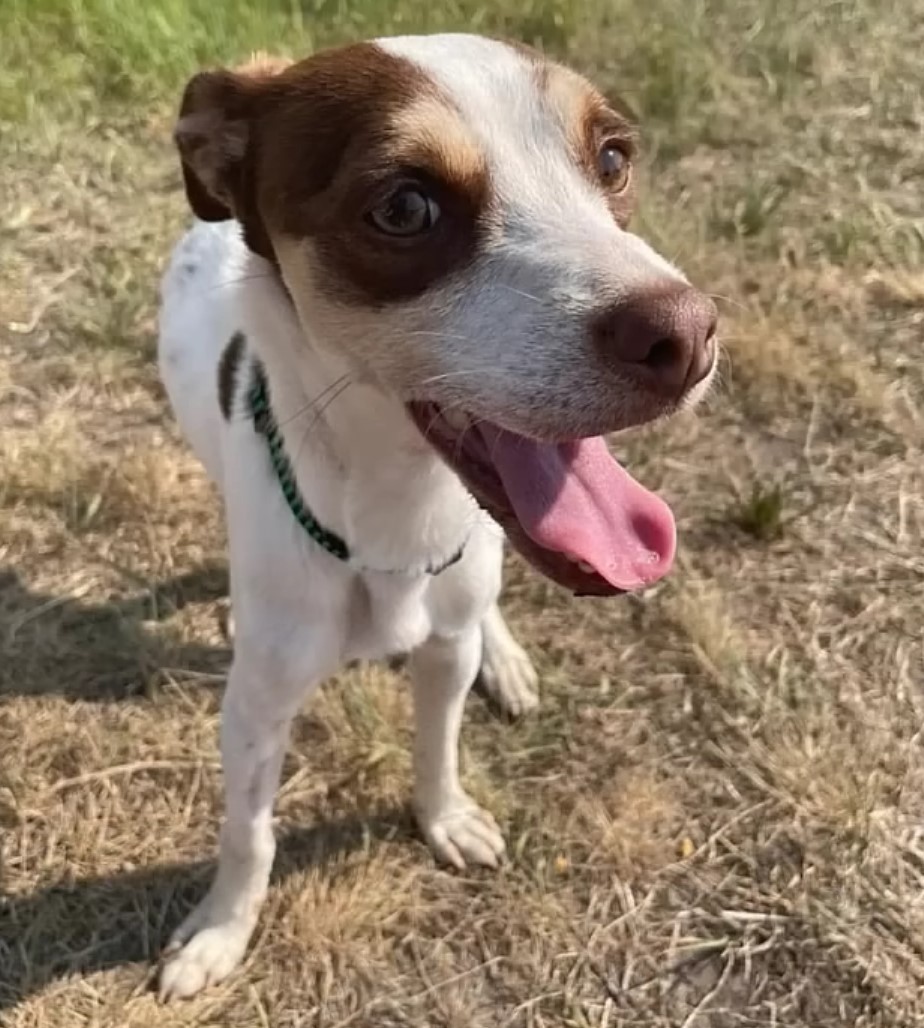 adorable dog with tongue out