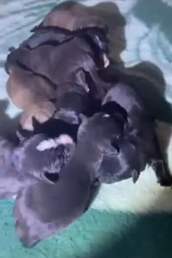 adorable newborn puppies