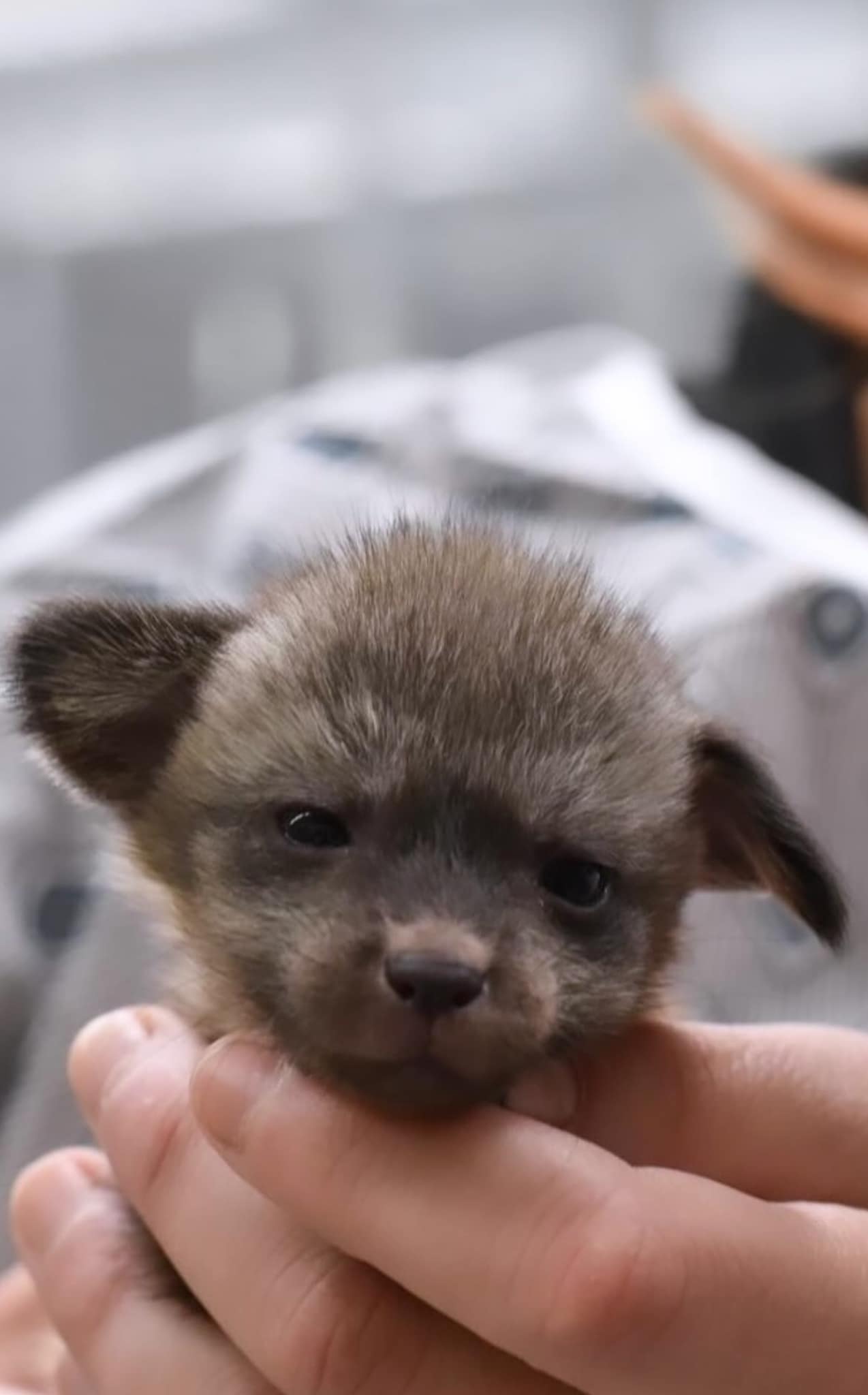 adorable newborn puppy