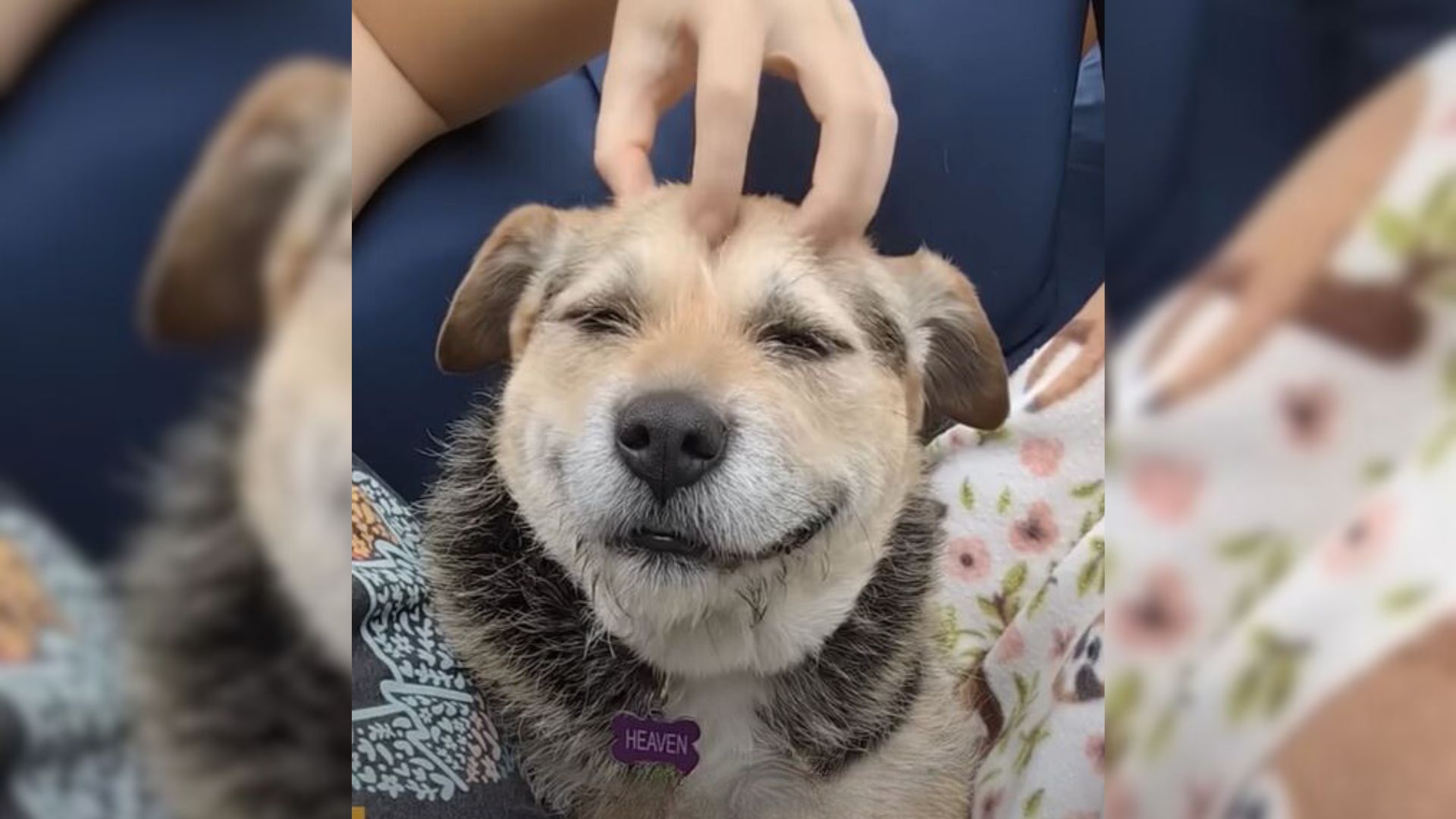 Adorable Shelter Pup Who Was Terrified Of Hoomans Now Has A Smile That Won’t Go Away