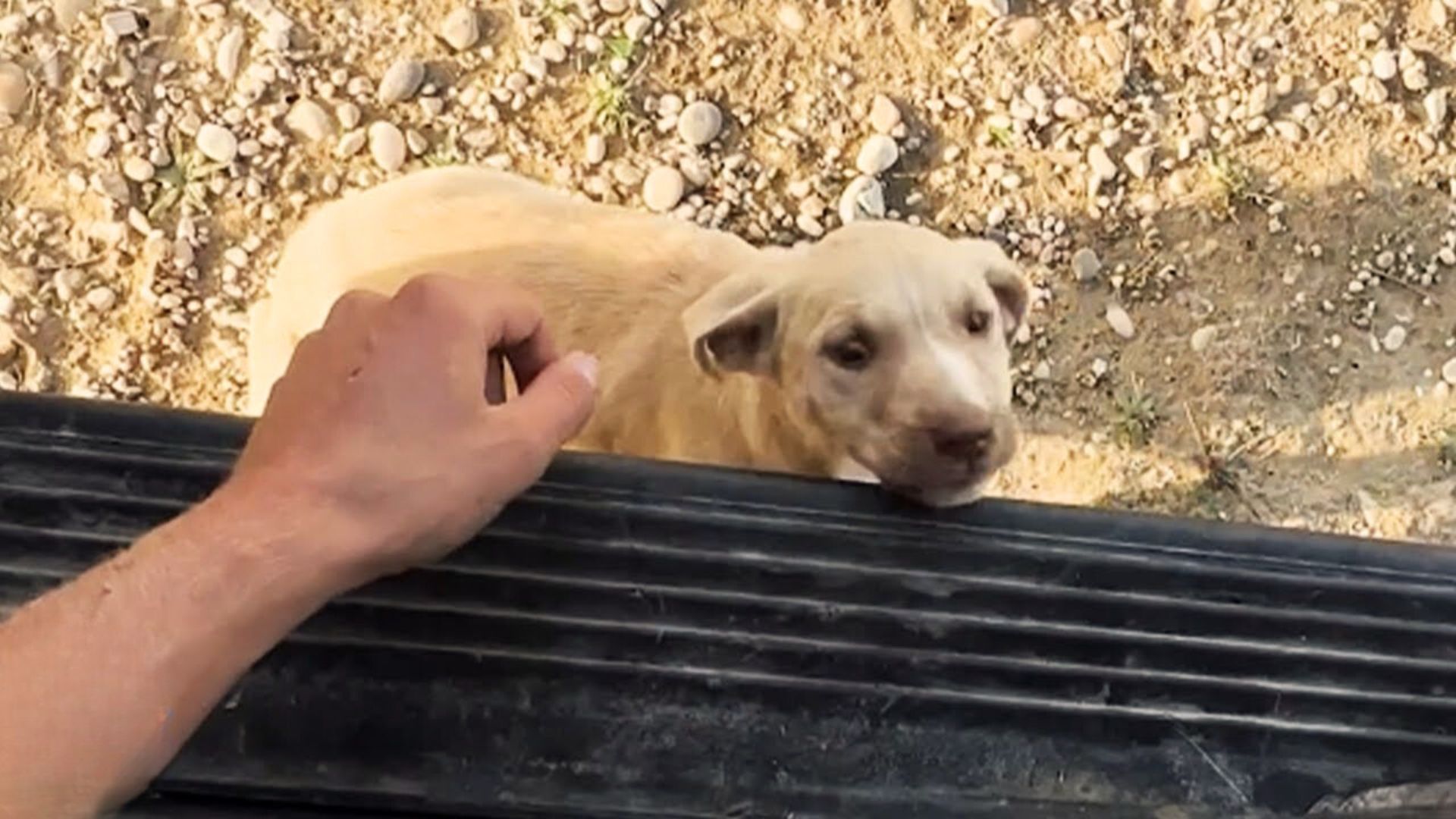 Couple Shocked As Sweet Stray Pup Jumps Into Their Van, Looking For A Family