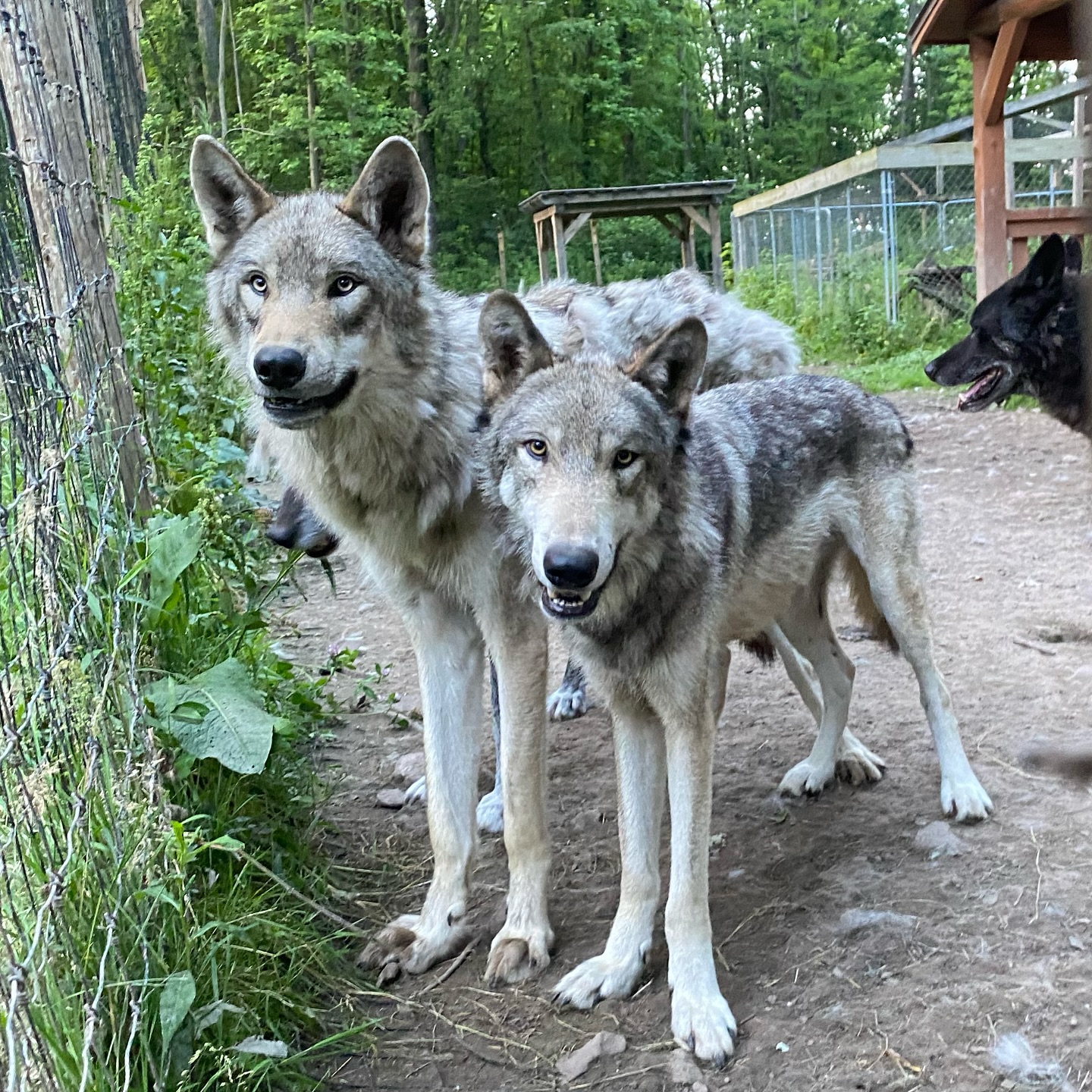 adorable wolf dogs standing outside