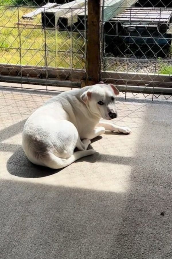 adult white dog in a cage