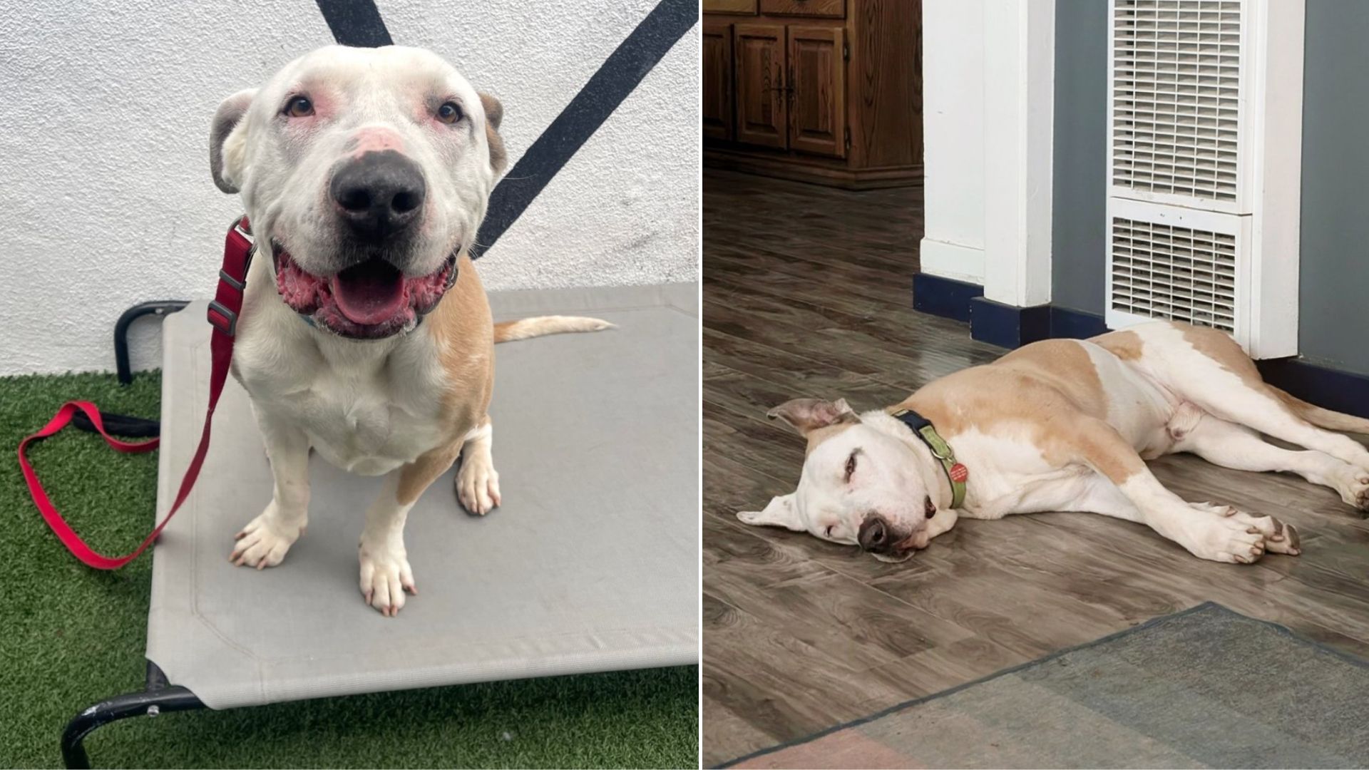 After Over 1500 Days Spent At The Shelter, This Adorable Pup Is More Than Ready For A Forever Home