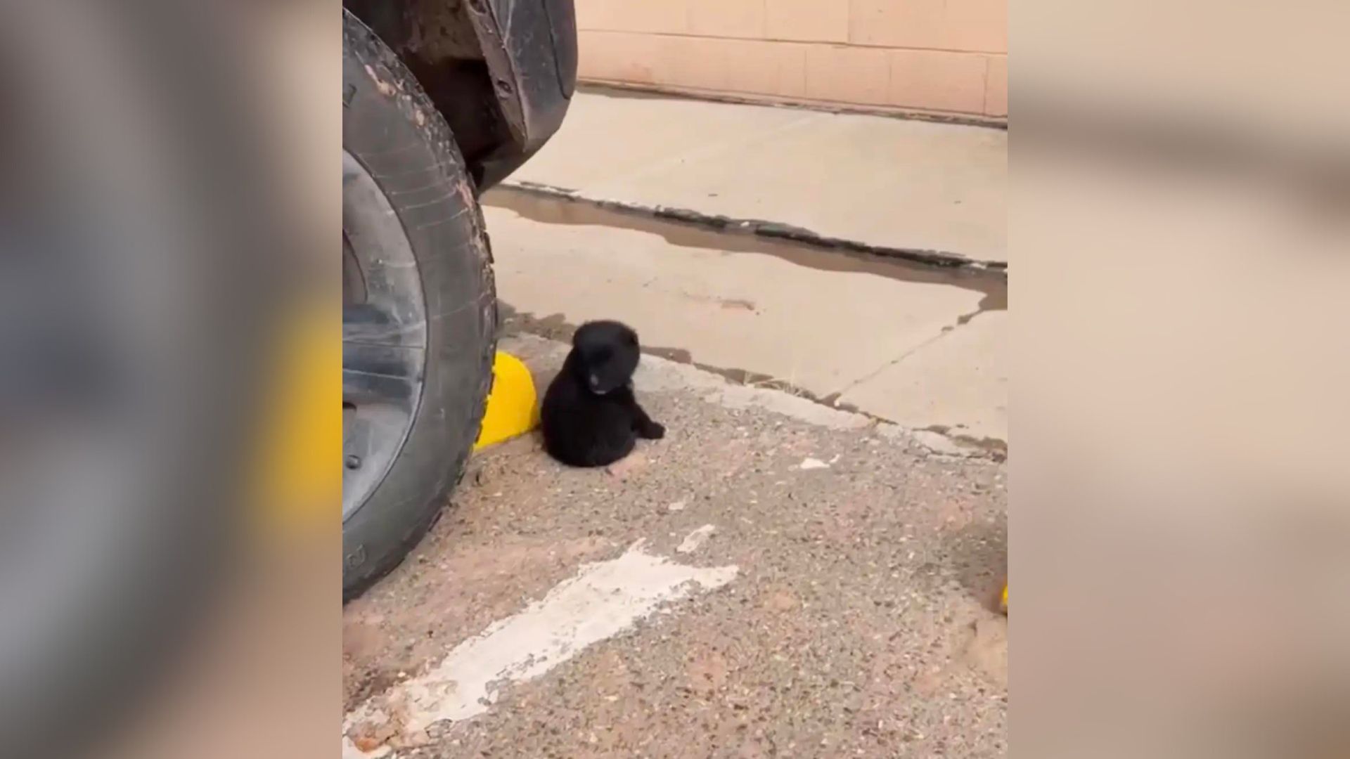 Tiny ‘Little Bear’ Stuck In A Store Parking Lot Keeps Begging People For Help To Find A Cozy Home