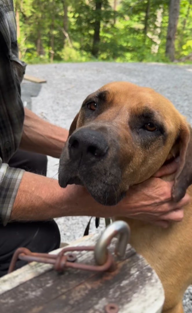 an elderly man petting a dog