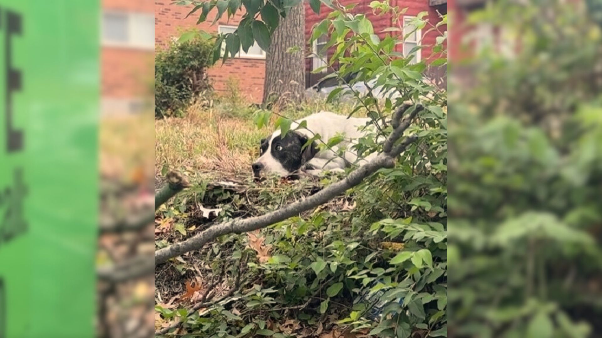 Injured Dog Hiding Behind A Dumpser Did Not Know How To Ask For Help But Then She Met Someone Special