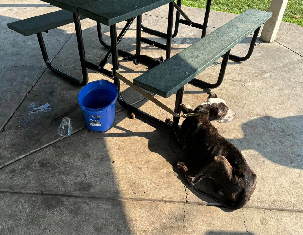 an older dog tied to a table