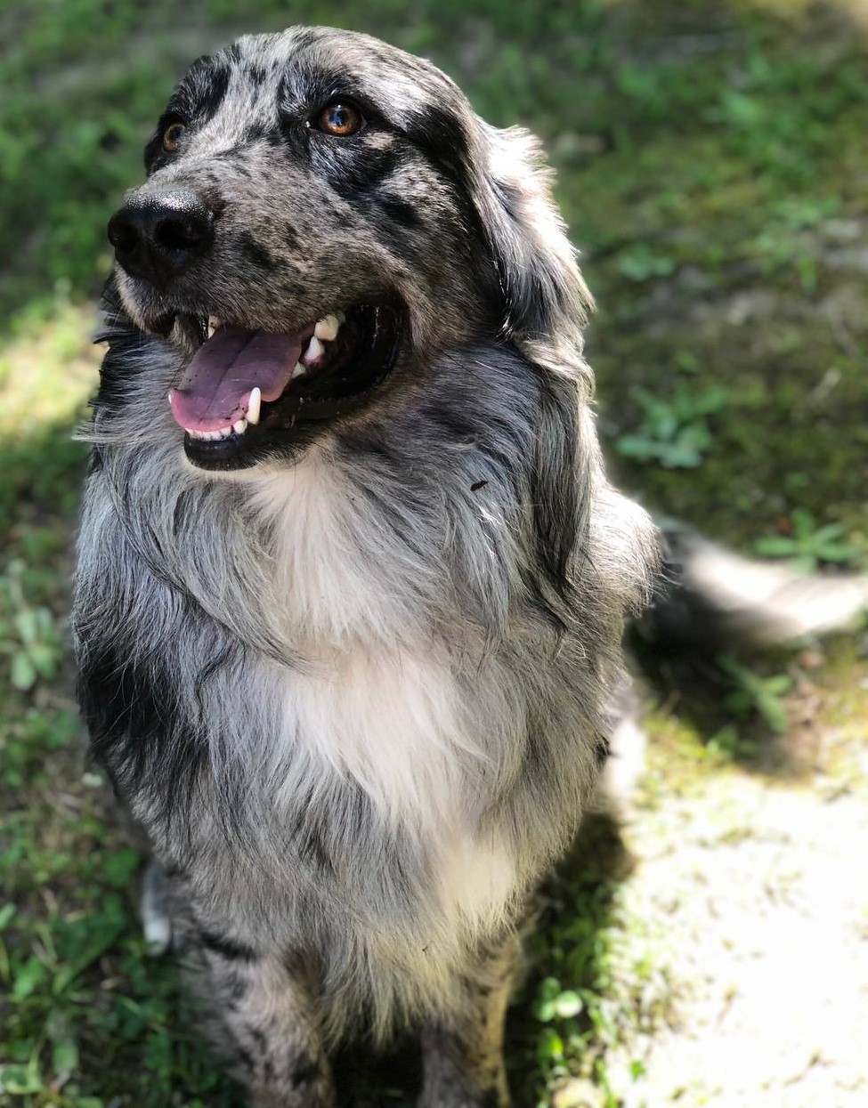 Australian Shepherd portrait