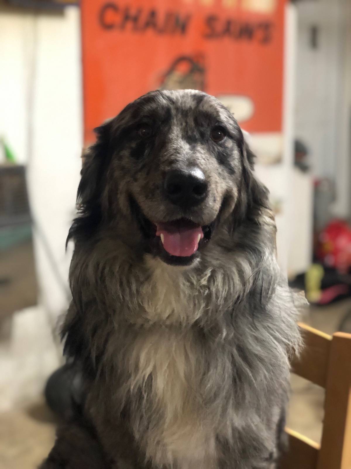 baby Australian Shepherd and golden retriever