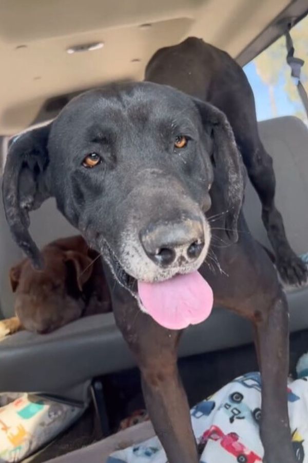 black dog in car