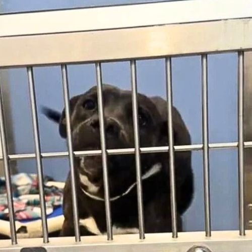 black dog in kennel