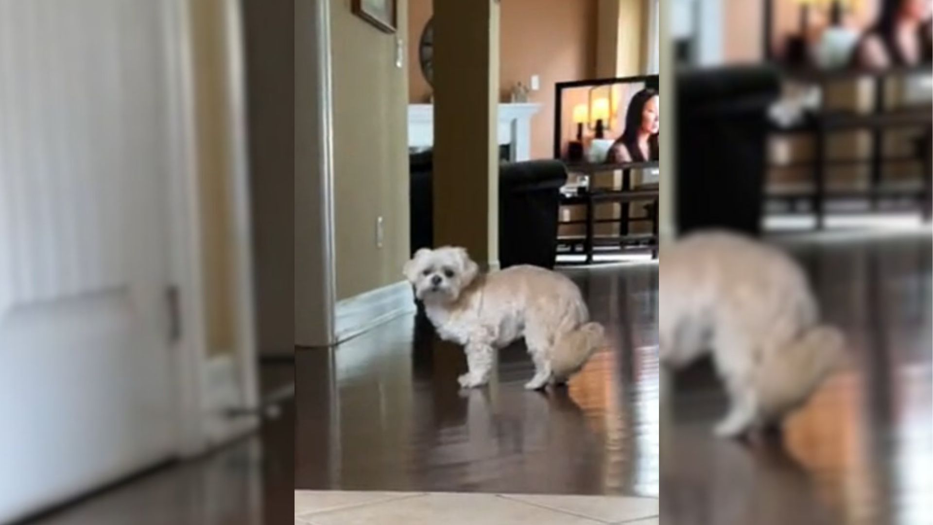 Blind And Deaf 16-Year-Old Dog’s Reaction To Seeing Owner Every Morning Takes The Internet By Storm