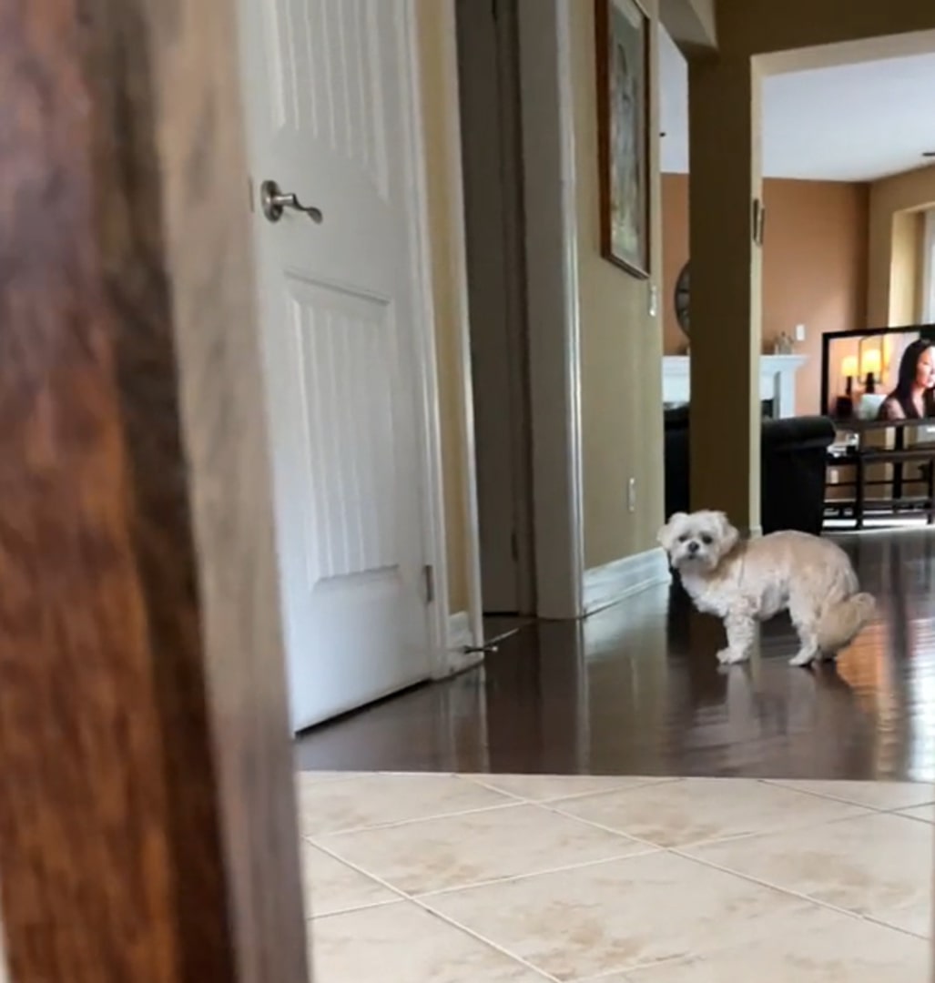 blind and deaf dog saw its owner