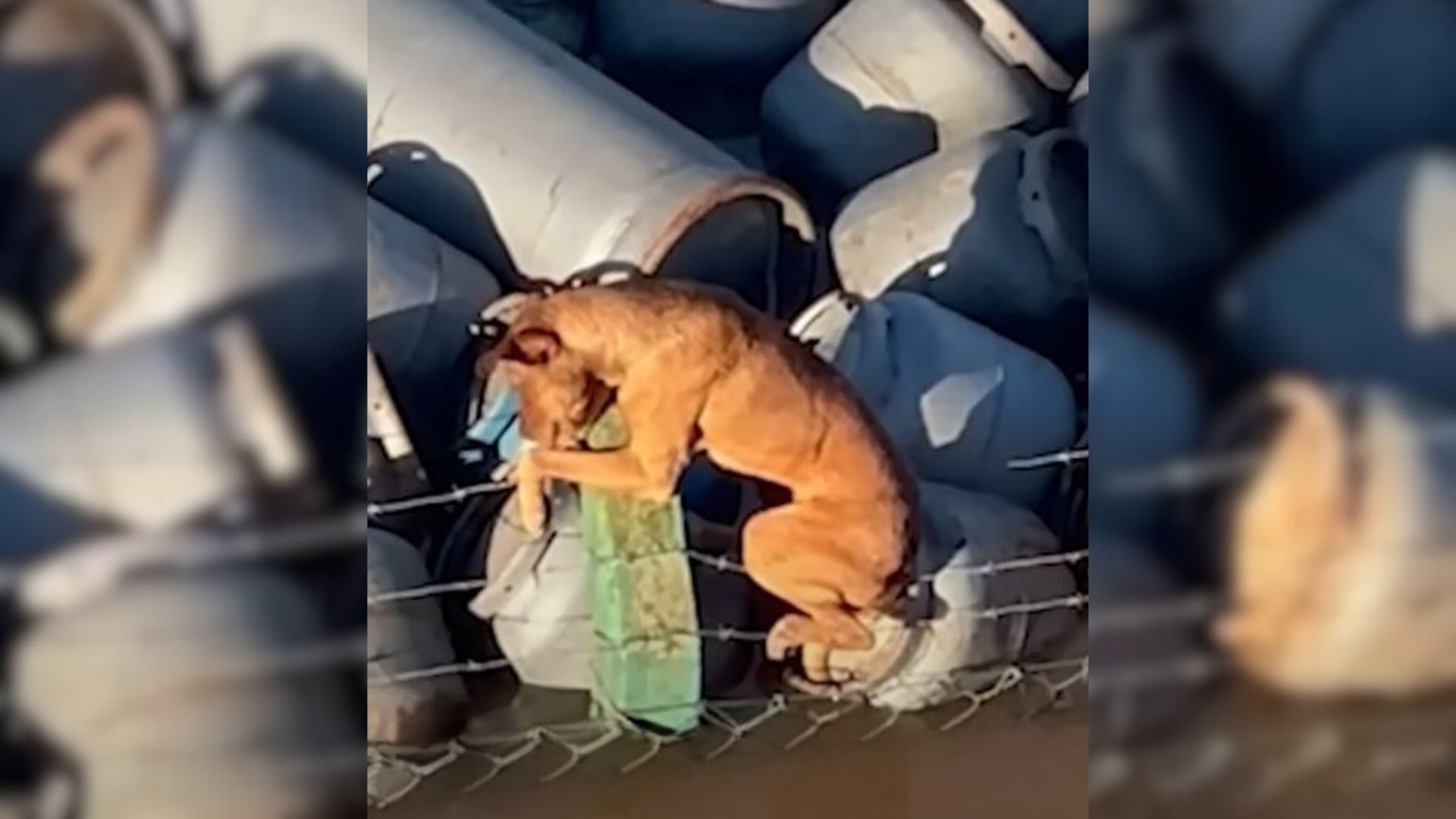 Boat Crew Notices Poor Pup Clinging To Barbed Wire Then Conducts Most Nerve-Wracking Rescue Mission Ever