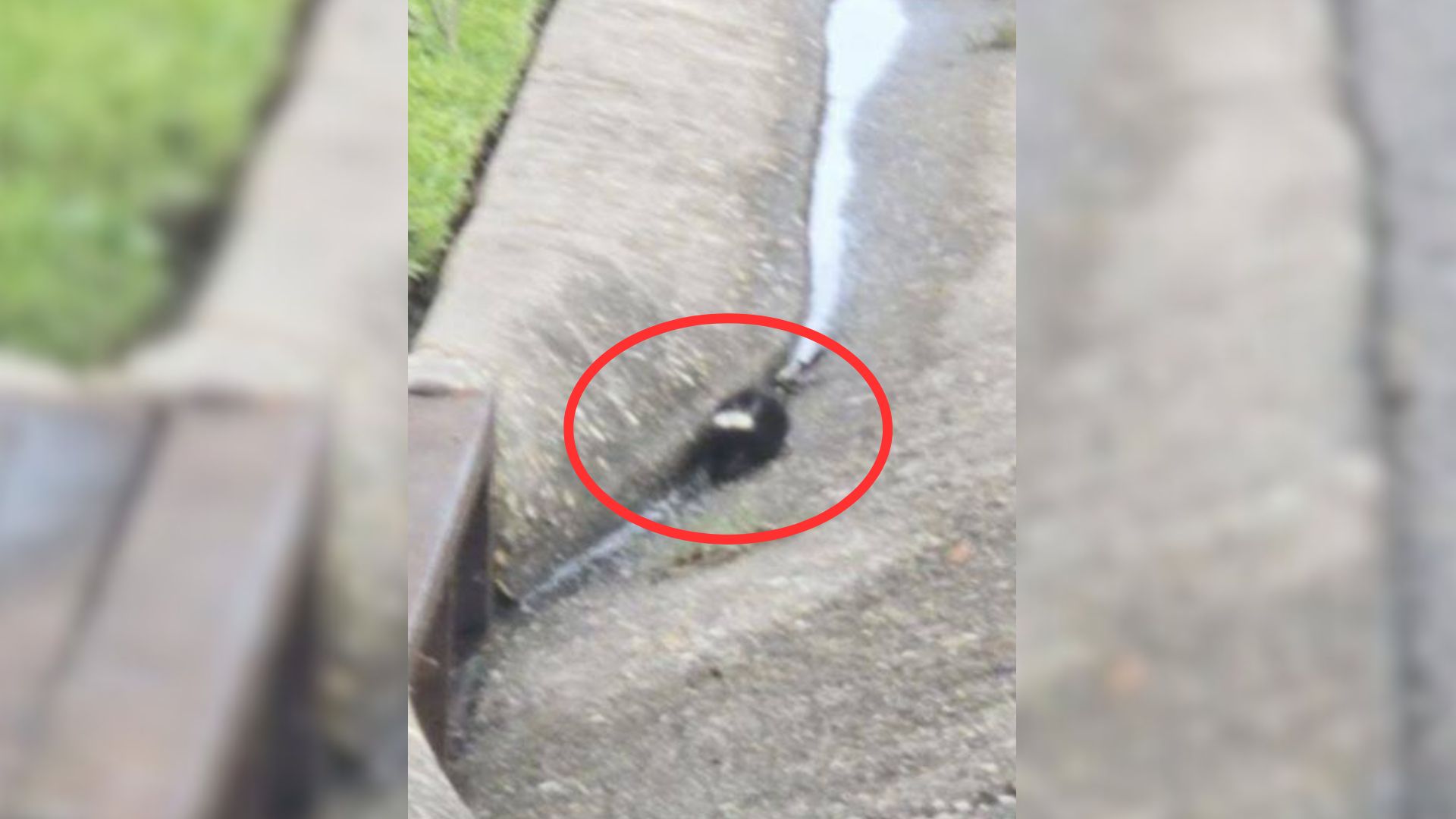 Boy Noticed Fuzzy Lump Near Storm Drain And Immediately Knew He Had To Act Quickly