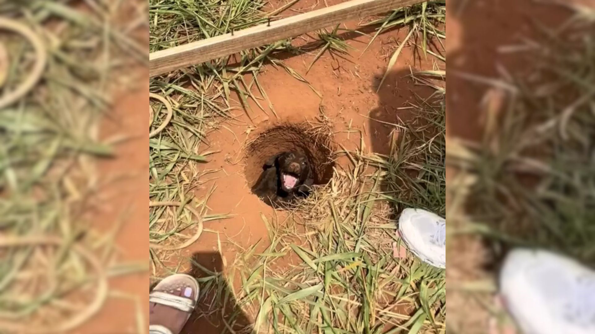 Schoolboy Walking Home Stumbles Upon A Crying Furry Animal Trapped In A Hole