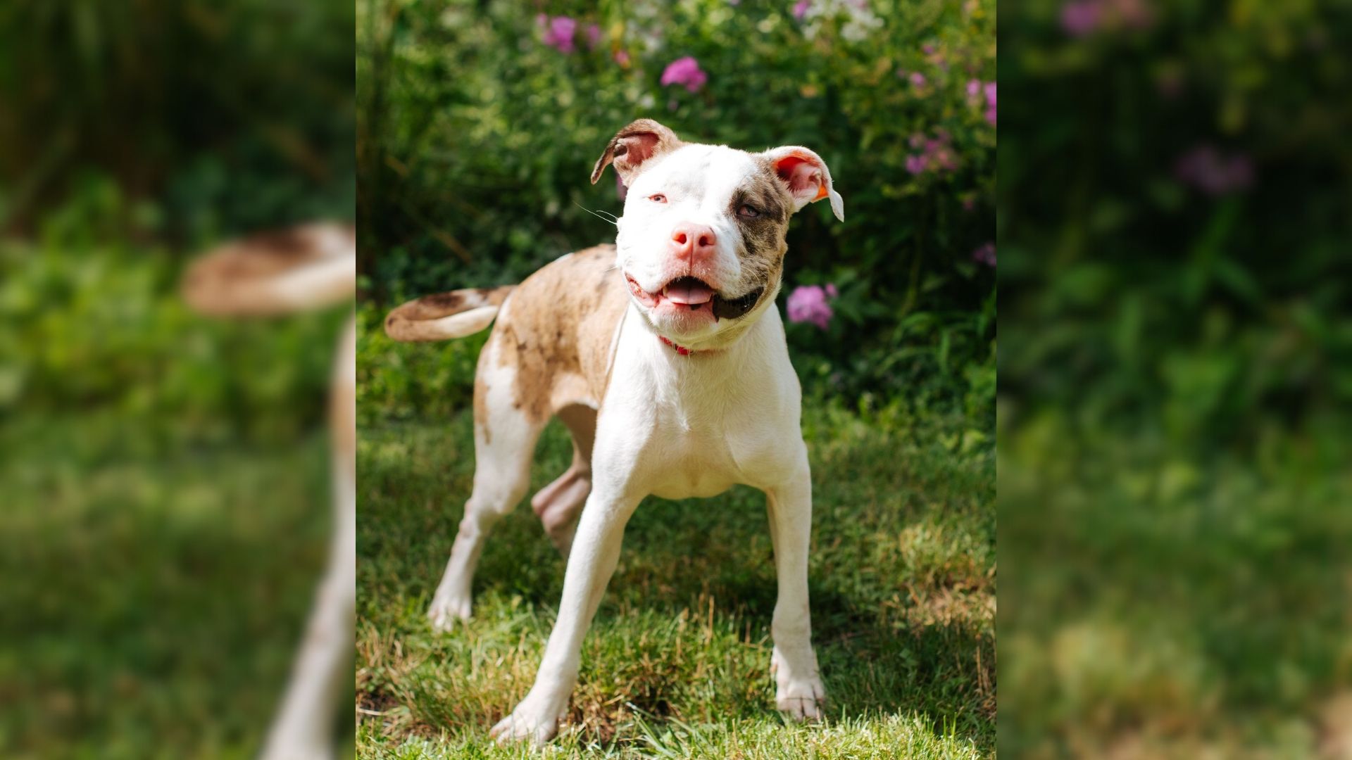 Breeder Mistakenly Made The Most Stunning Pit Bull Ever But Things Weren’t As Good As They Seemed