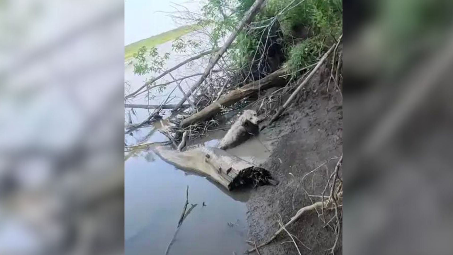 Canoeist Hears Faint Crying From Shore, Then Discovers Helpless Creature Stuck In Mud