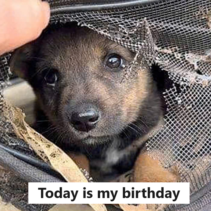 Today is my birthday but I am just a homeless puppy, no home and no parents