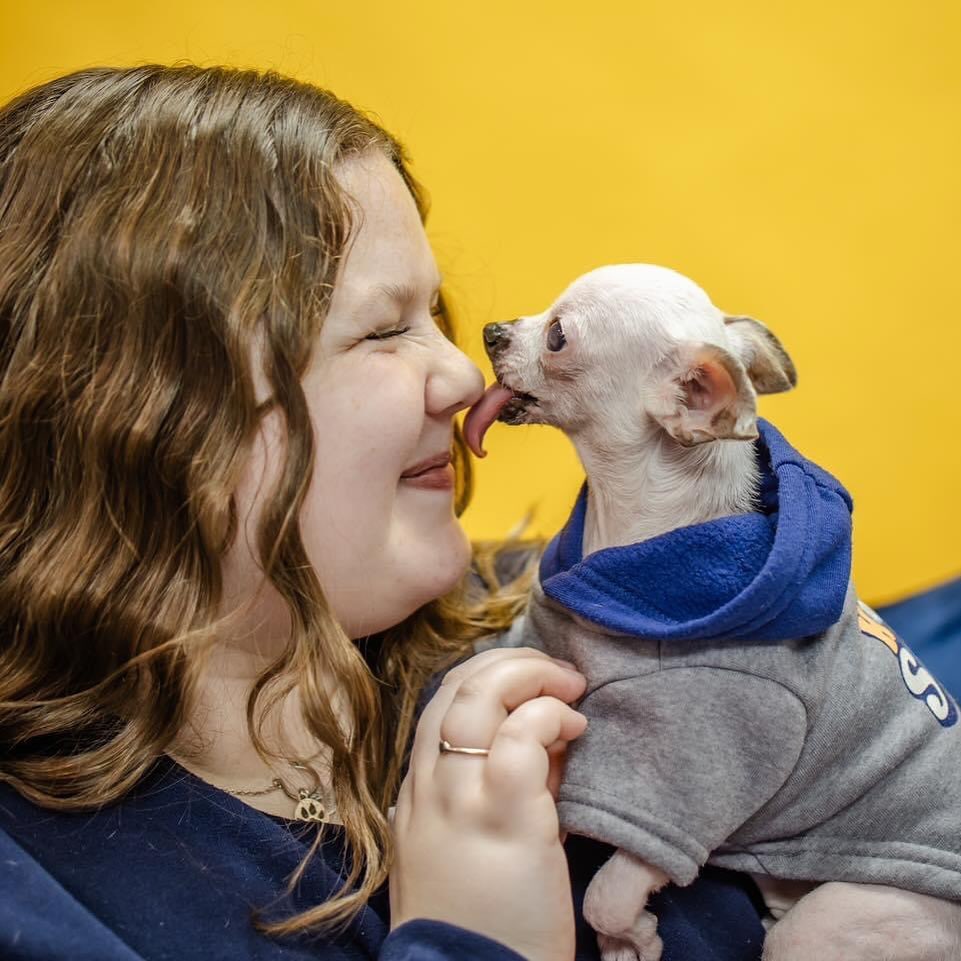 chihuahua licking a woman