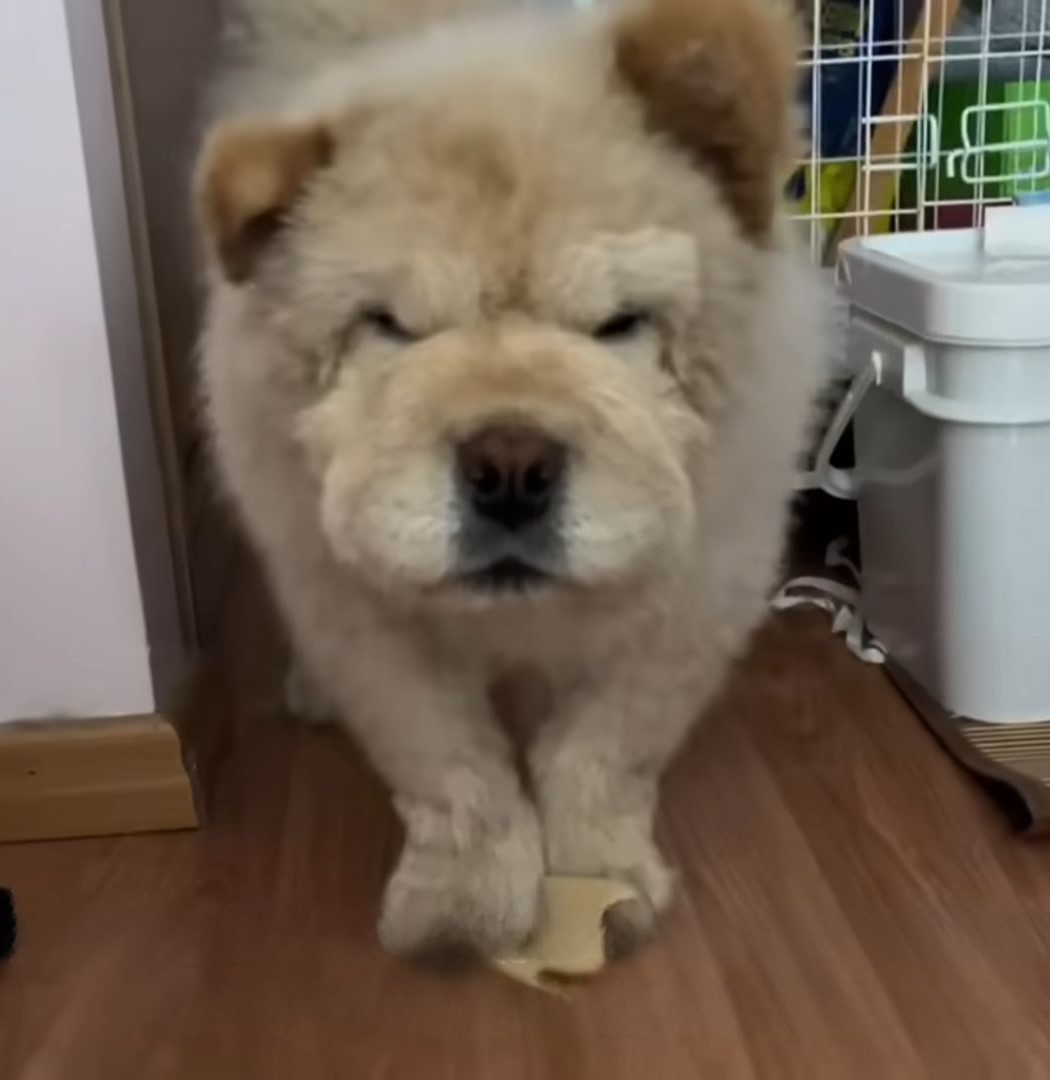 chow chow