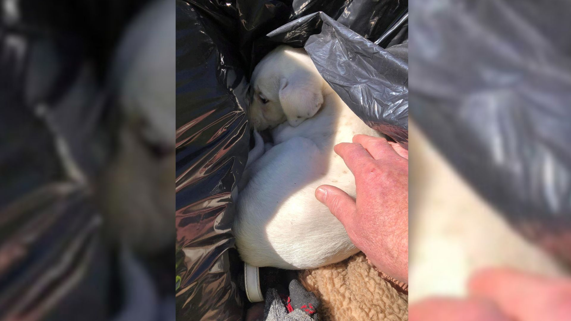 Clean-Up Crew Was Doing Their Job When They Suddenly Saw A Moving Trash Bag