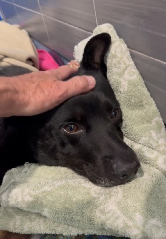 close-up photo of injured dog