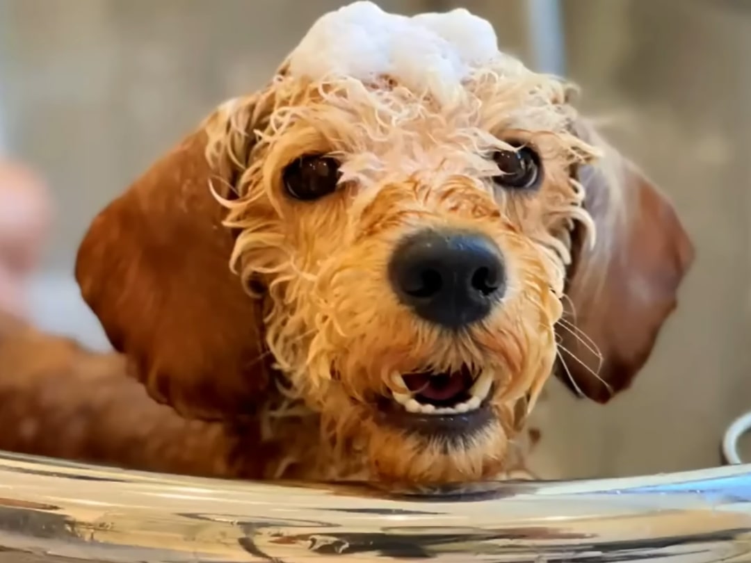 close-up photo of the dog getting a bath