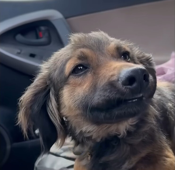 close-up photo of the injured dog