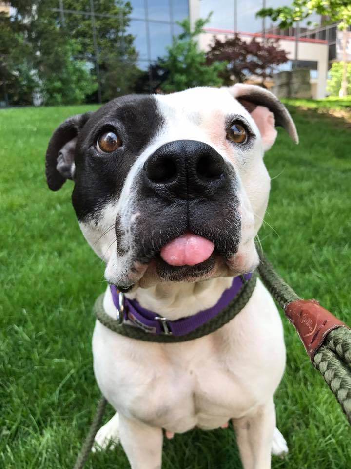 close-up photo of the rescued dog