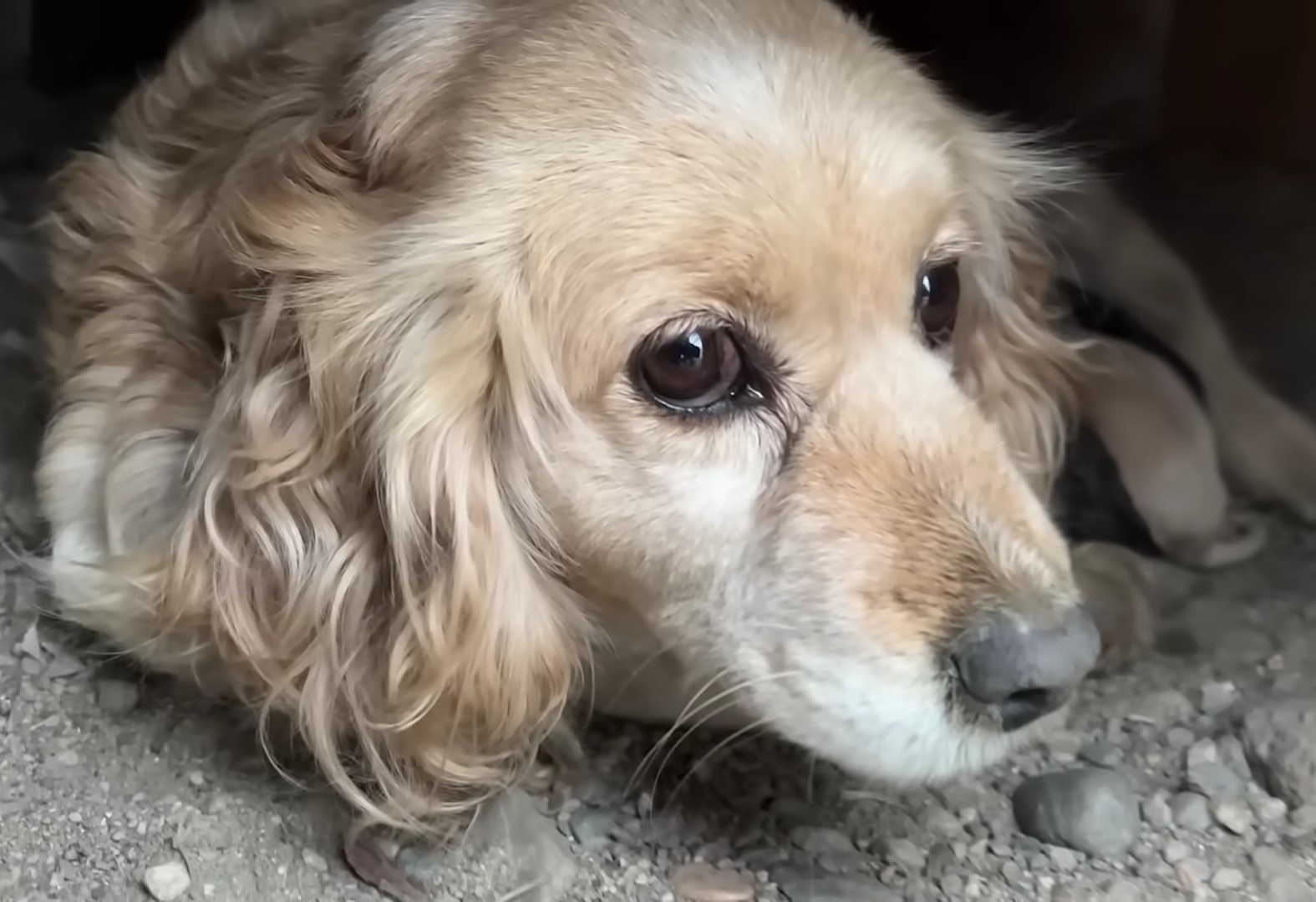 Close-up of sad white dog