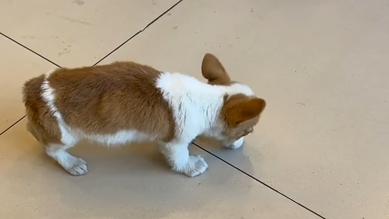 corgi sniffs the tiles