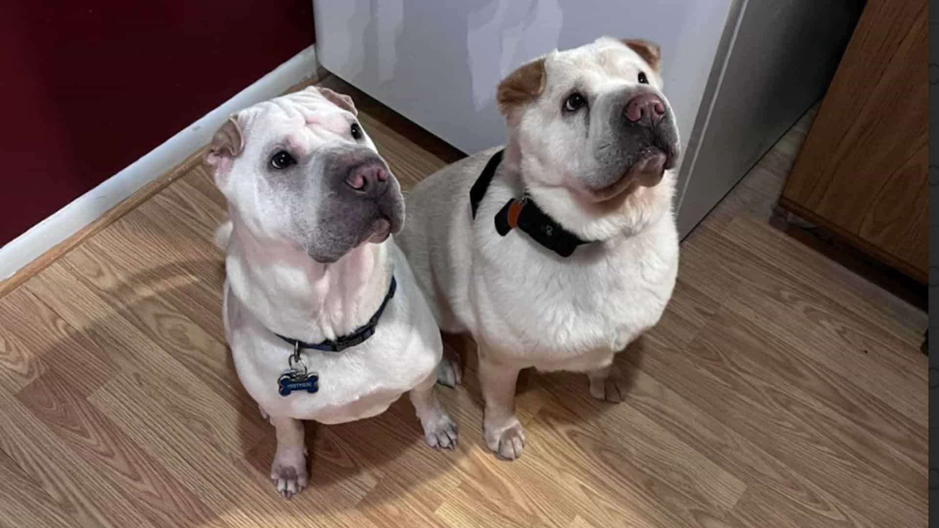 Couple Gives Home To Shelter Dog, Only To Learn He’s Their Pet’s Long-Lost Brother