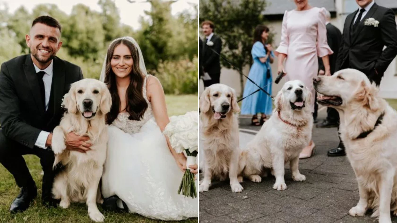 Witness How This Couple Created The Most Amazing Wedding By Inviting Many Dogs To Attend It