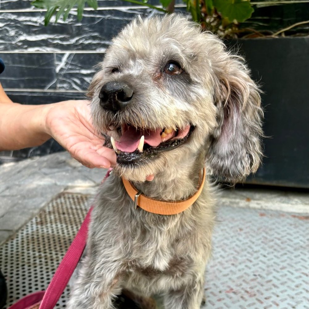 Cute and happy dog on a leash