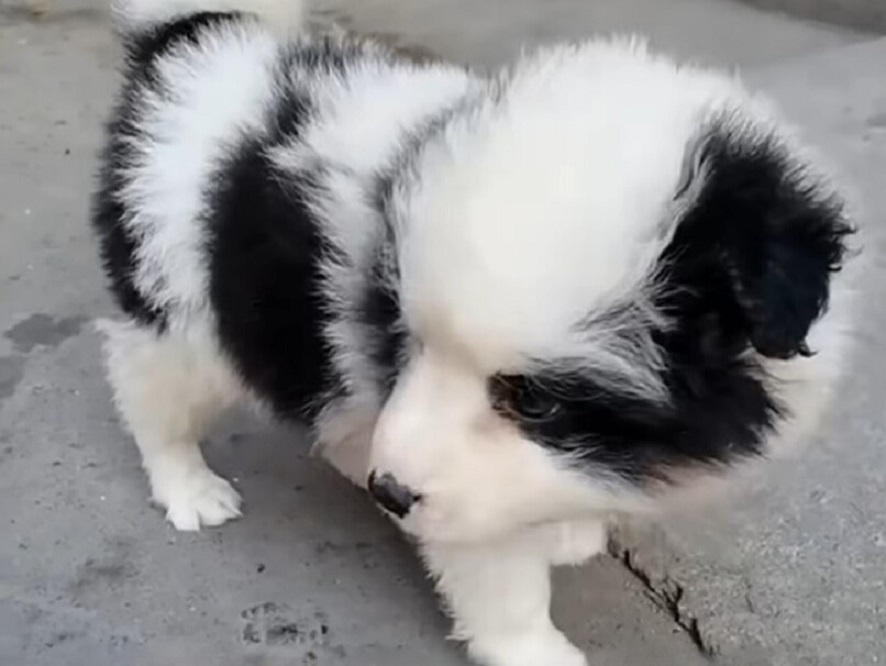 cute black and white puppy