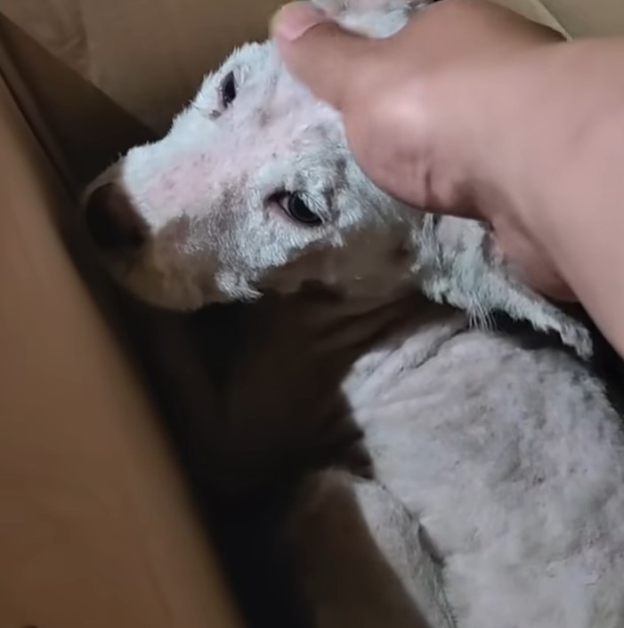 cute dog in box