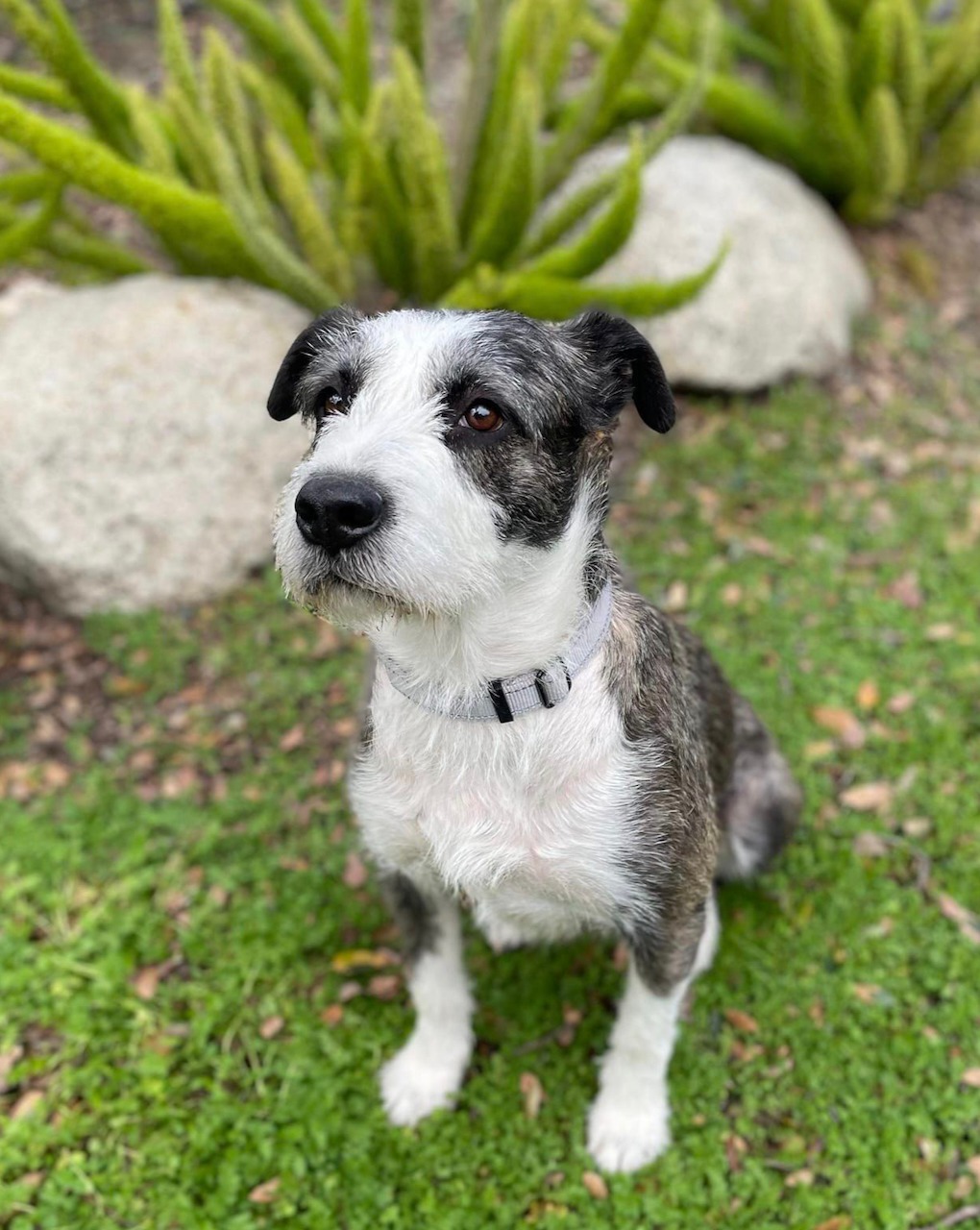 cute dog sitting on grass