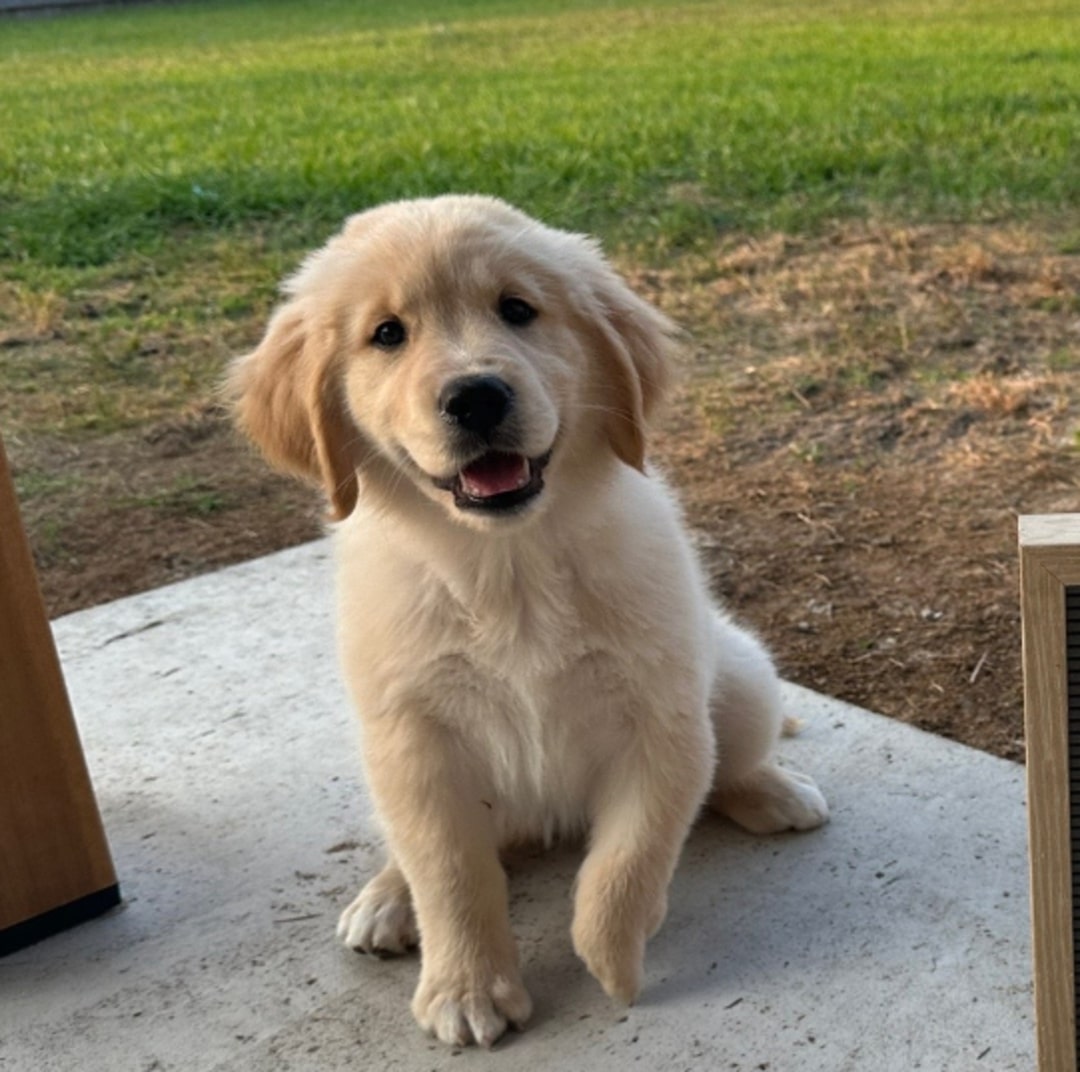 cute dog with hurt paw looking at camera