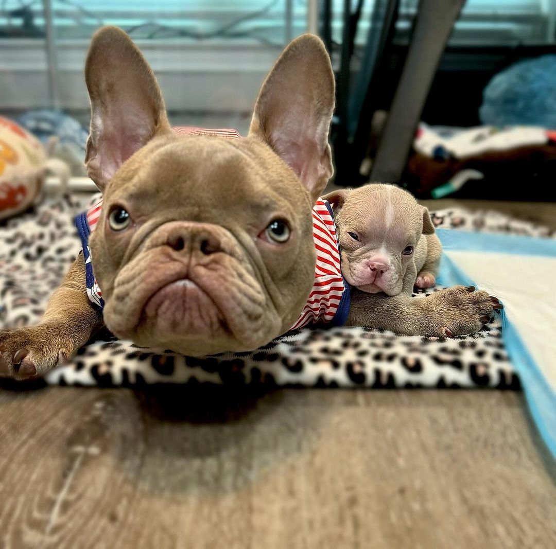 cute dog with puppy lying on floor