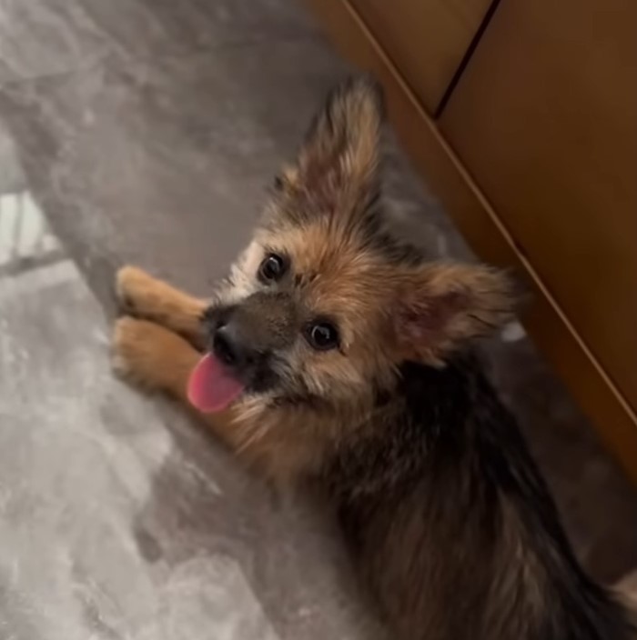 cute dog with tongue out