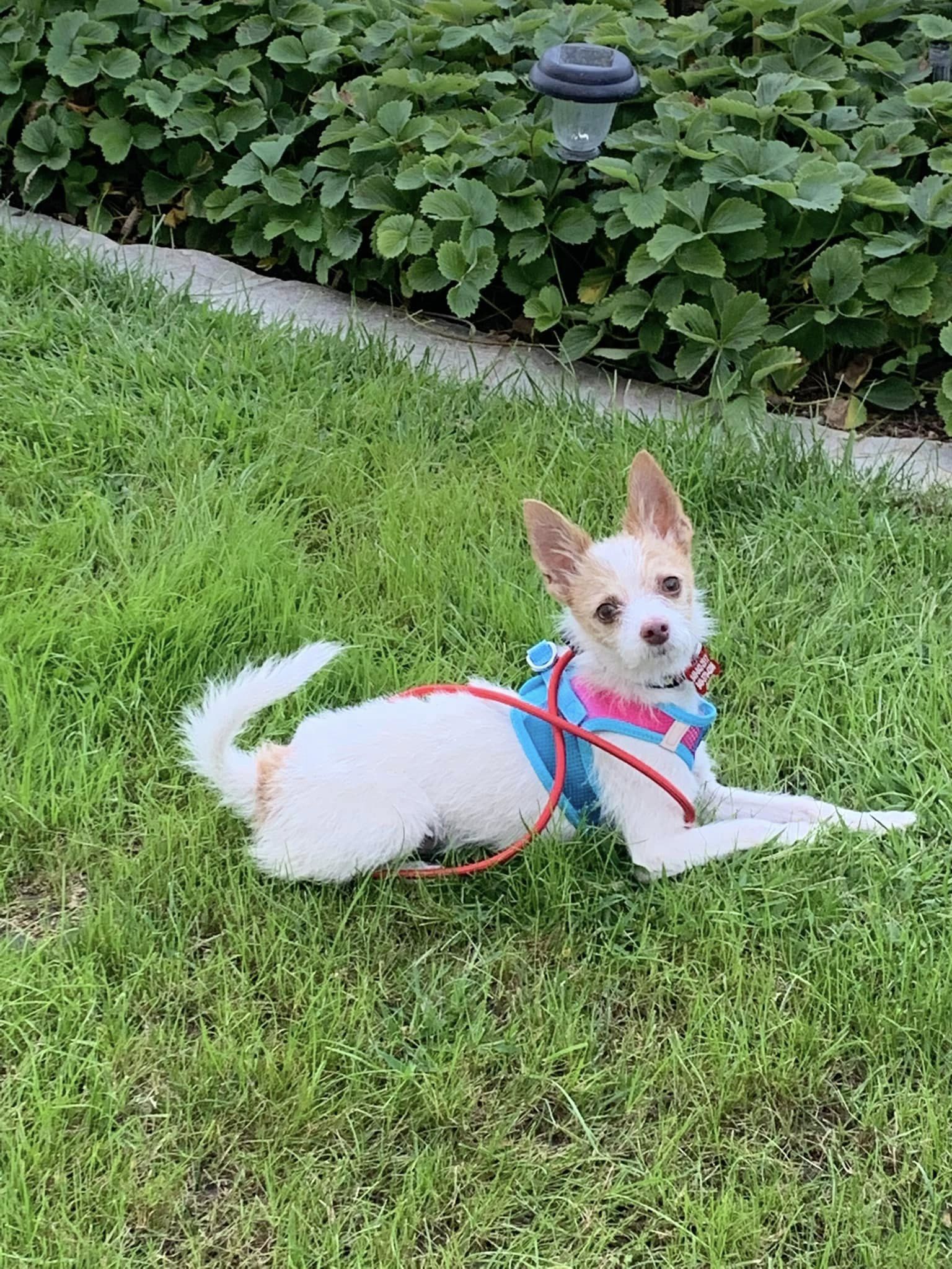 cute puppy on the green grass