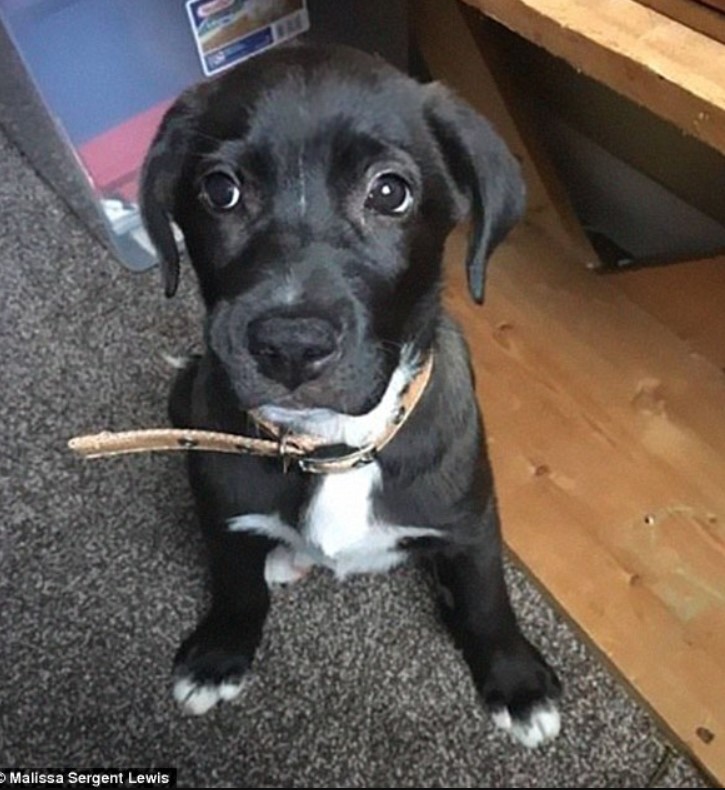 cute puppy sitting on the carpet and looking at the camera